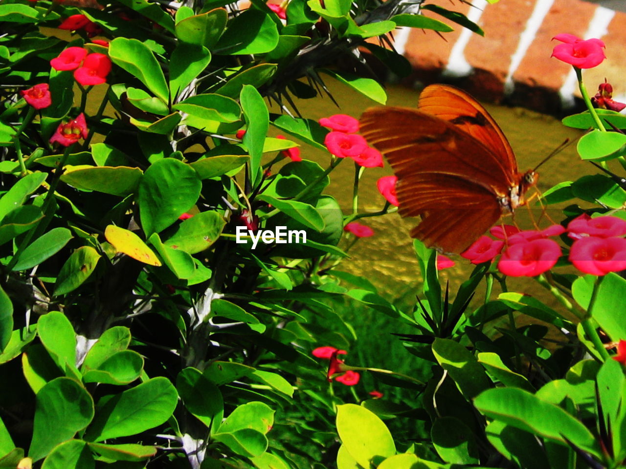 CLOSE-UP OF BUTTERFLY ON RED HIBISCUS