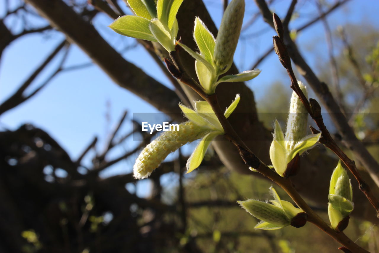 Close-up of leaves on twig