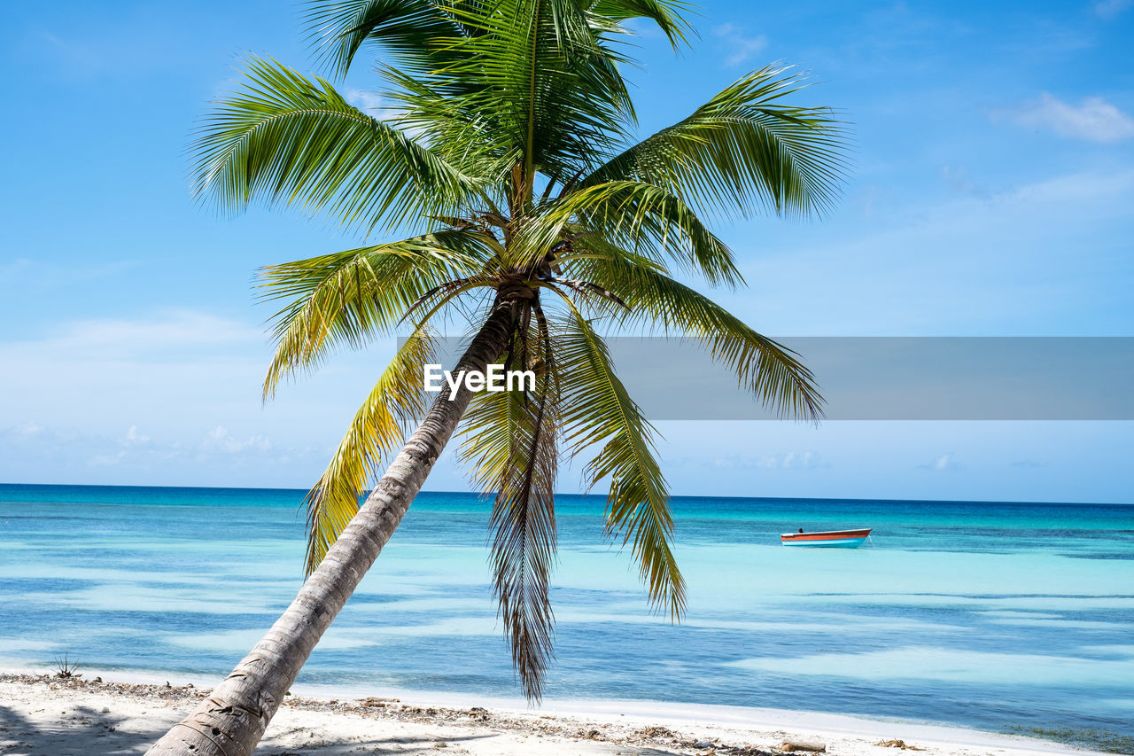 Palm tree by sea against sky