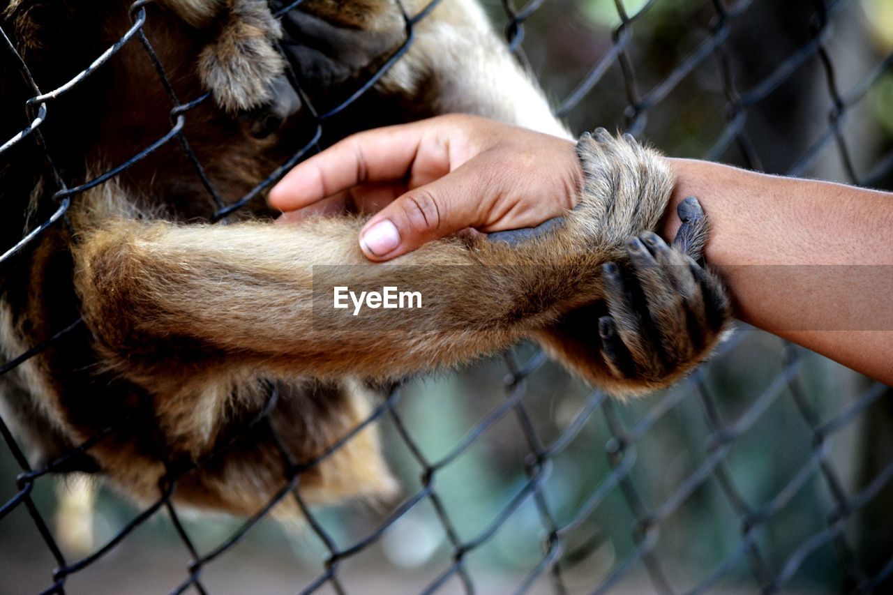 Close-up of hand feeding