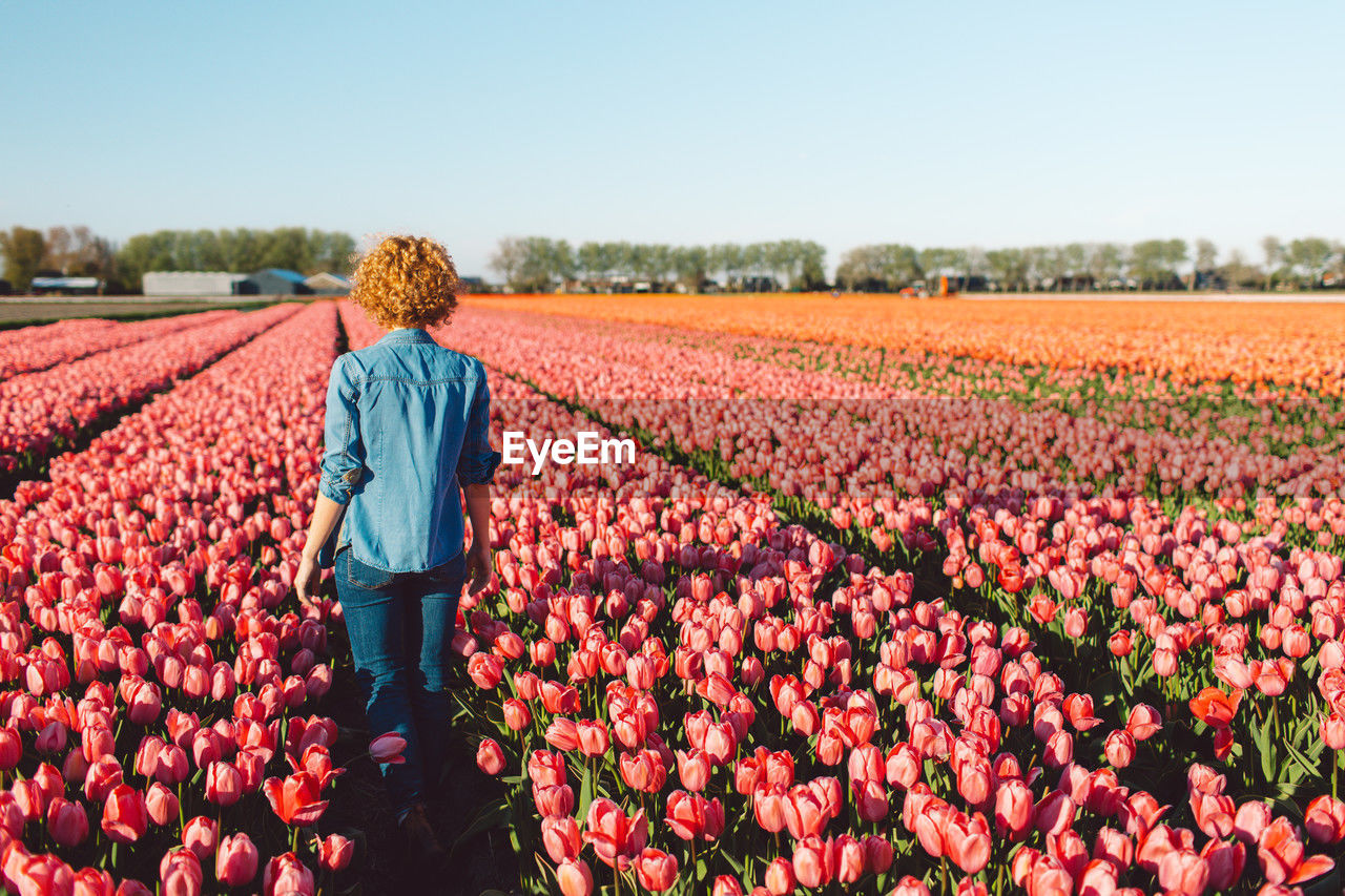 plant, agriculture, growth, nature, rural scene, landscape, field, flower, abundance, farm, adult, land, beauty in nature, freshness, crop, sky, one person, flowering plant, red, tulip, day, rear view, harvesting, environment, women, standing, outdoors, food, occupation, sunlight, food and drink, in a row, scenics - nature, full length, sunny, working, blue, men, person, clear sky, large group of objects, tranquility