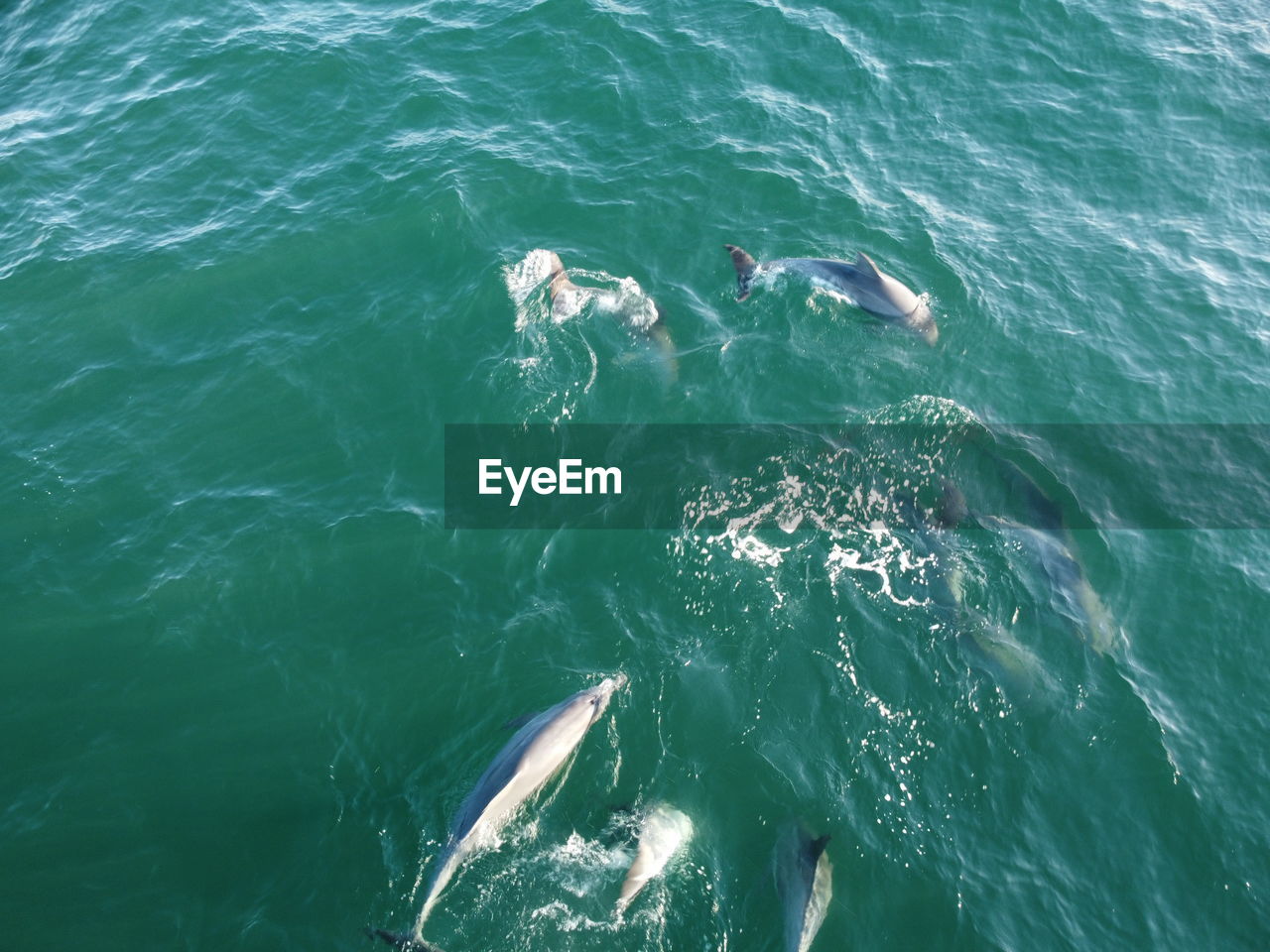 High angle view of dolphins swimming in sea