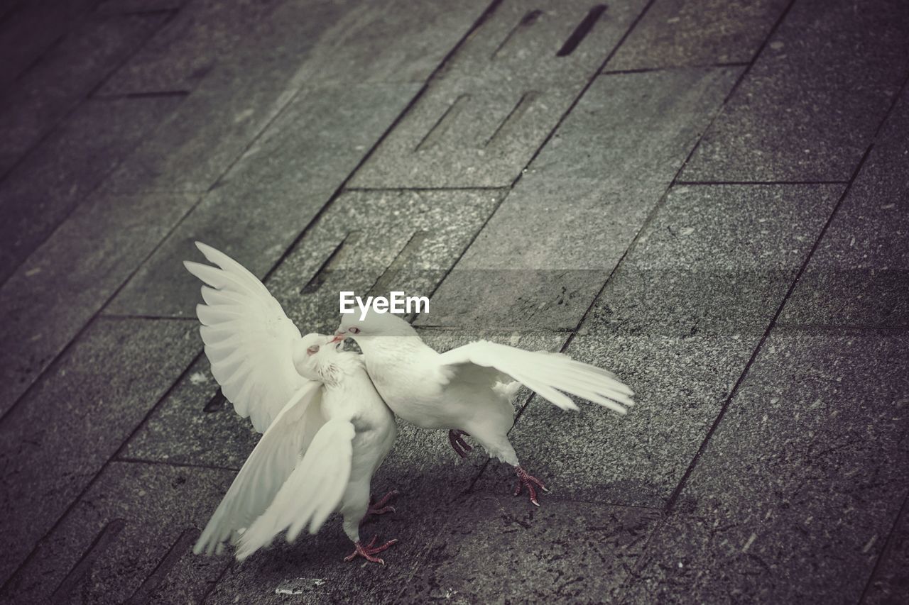 Close-up of pigeons kissing