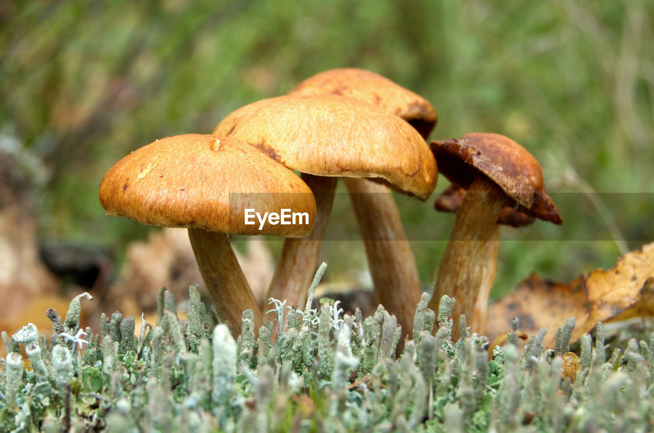 Close-up of mushroom growing in moss at autumn forest