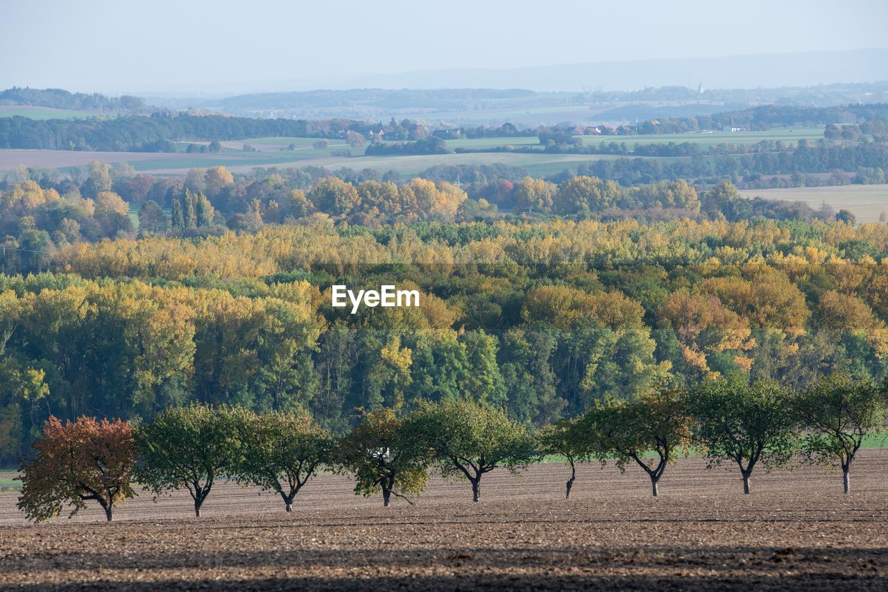 Trees on field against sky