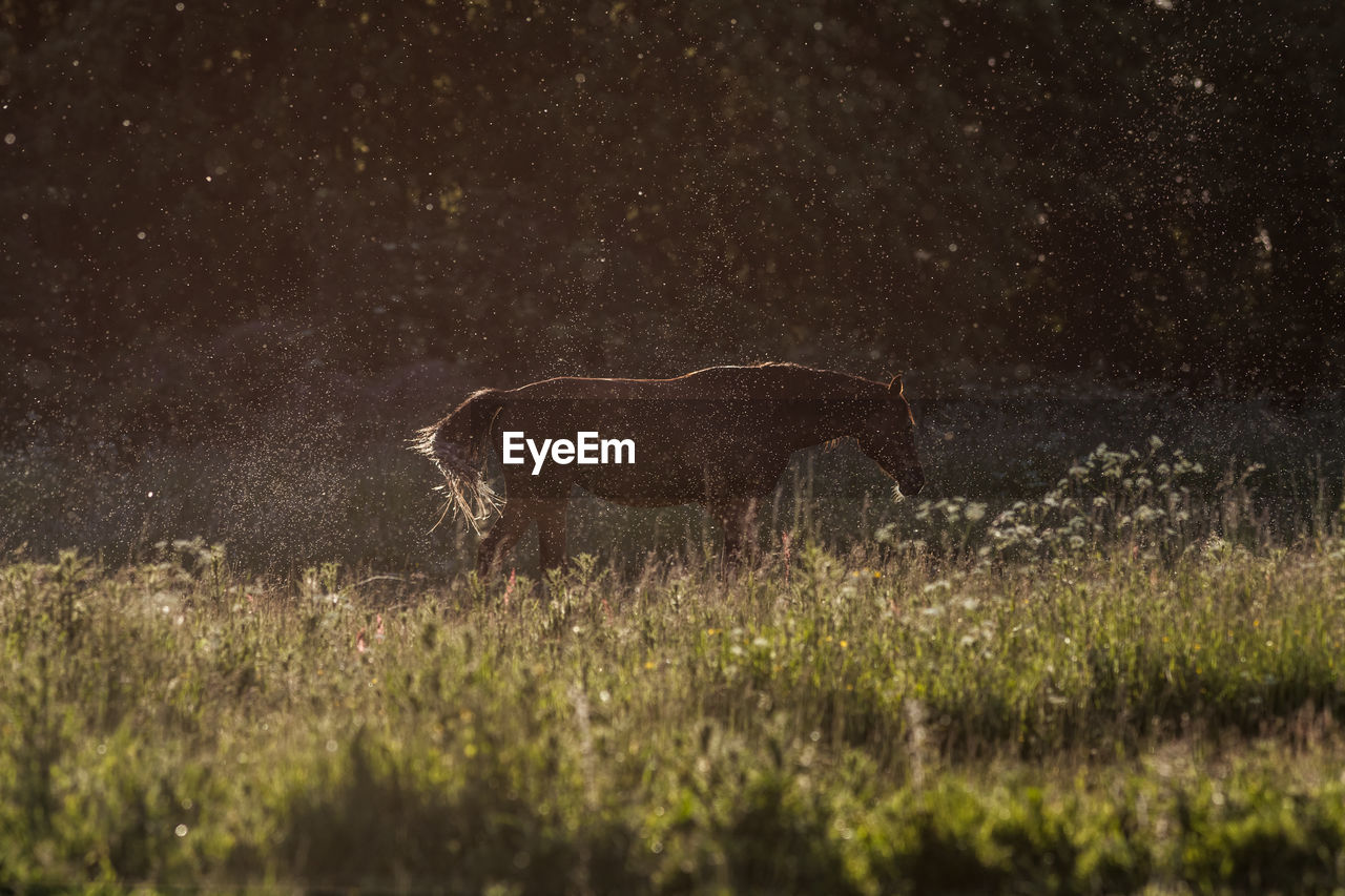 View of horse in field