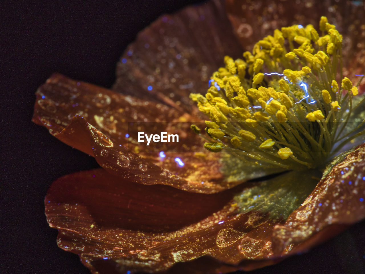 Close up of a papaver blossom under uv light