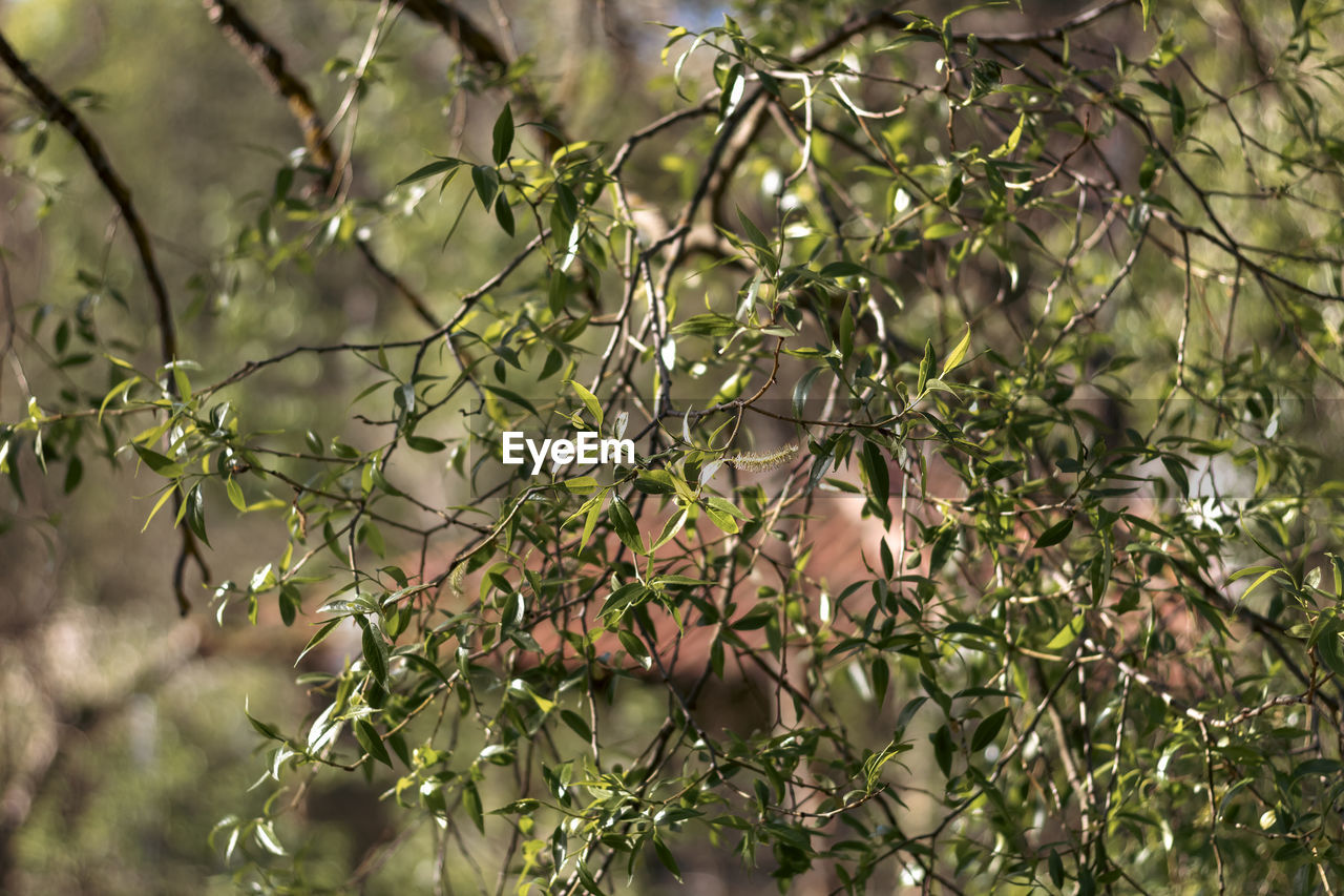 plant, tree, branch, nature, leaf, no people, growth, green, flower, plant part, beauty in nature, outdoors, day, fruit, focus on foreground, tranquility, food and drink, food, blossom, animal wildlife, animal, animal themes, bird, environment, autumn, twig, forest, wildlife, land