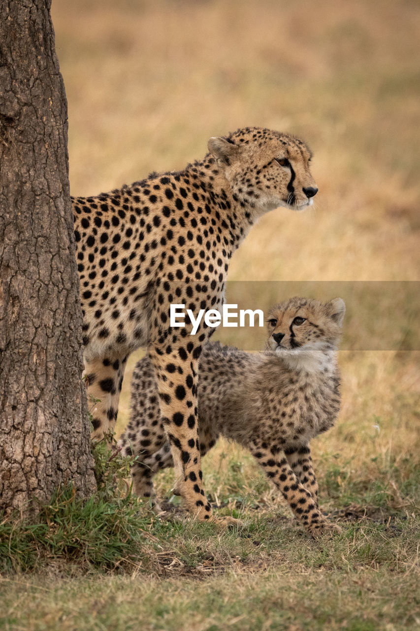 Family of cheetah standing on field