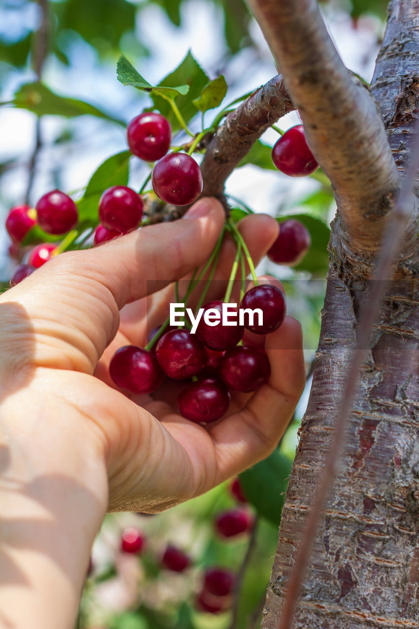 The hand of a woman picking ripe cherries from the branches of a tree on a summer sunny day