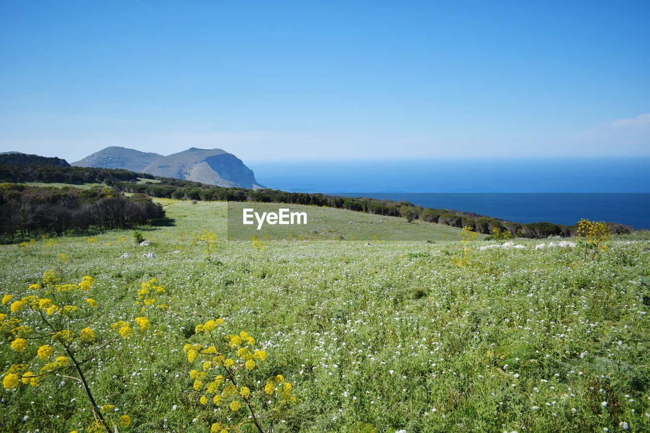 Scenic view of field by sea against clear blue sky