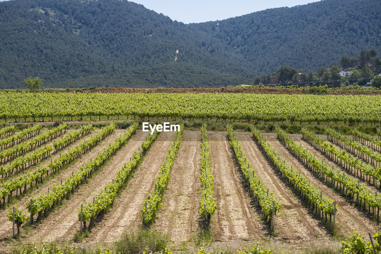 Vineyards in the spring in the subirats wine region in the province of barcelona