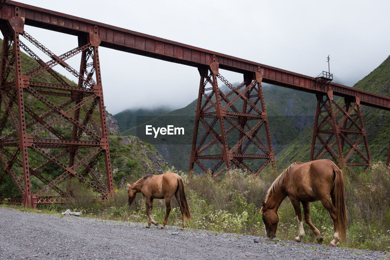 HORSES IN A BRIDGE