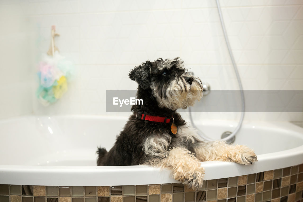 A miniature schnauzer puppy of black and silver color stands in the bathroom after a walk