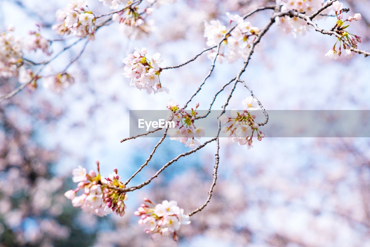 Close-up of cherry blossom tree