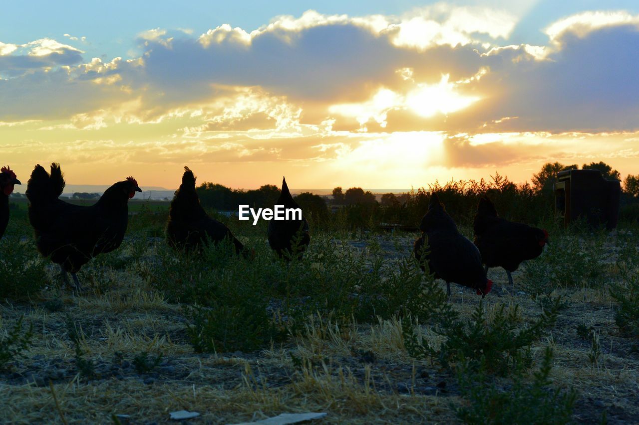 PANORAMIC SHOT OF GRASSY LANDSCAPE AT SUNSET