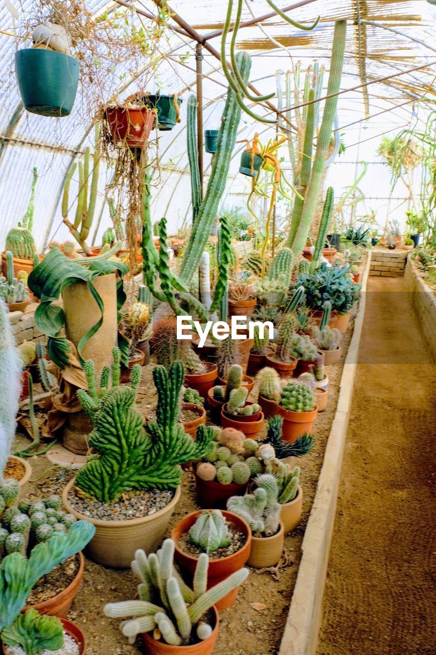 CLOSE-UP OF POTTED PLANTS GROWING ON GREENHOUSE