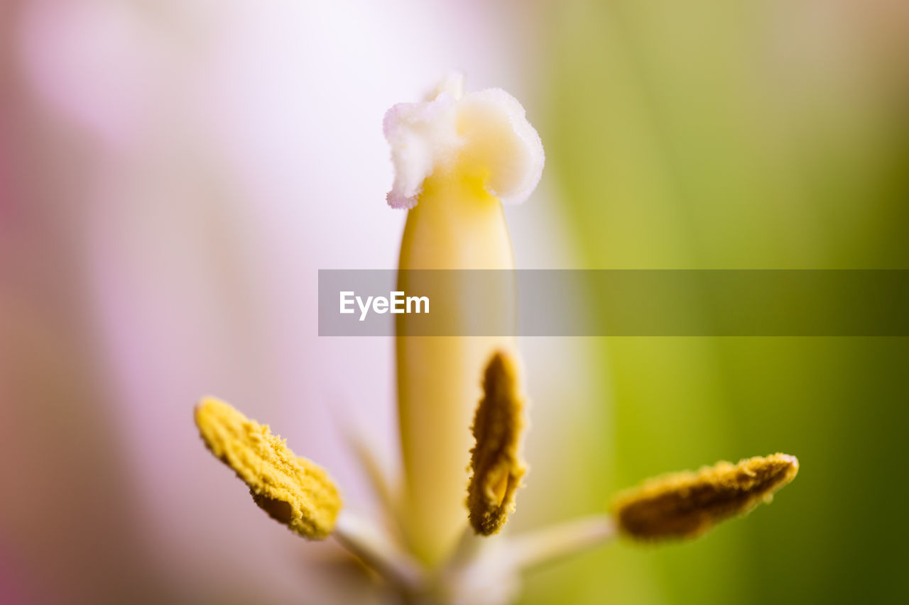 Close-up of yellow flowering plant