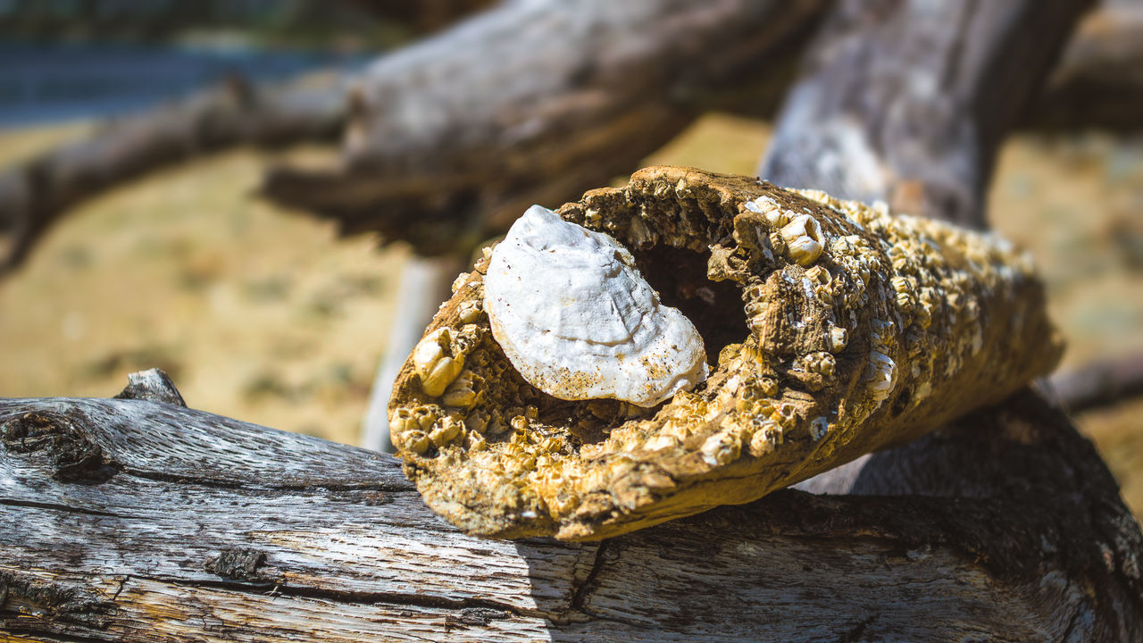 Close-up of shell on driftwood at beach