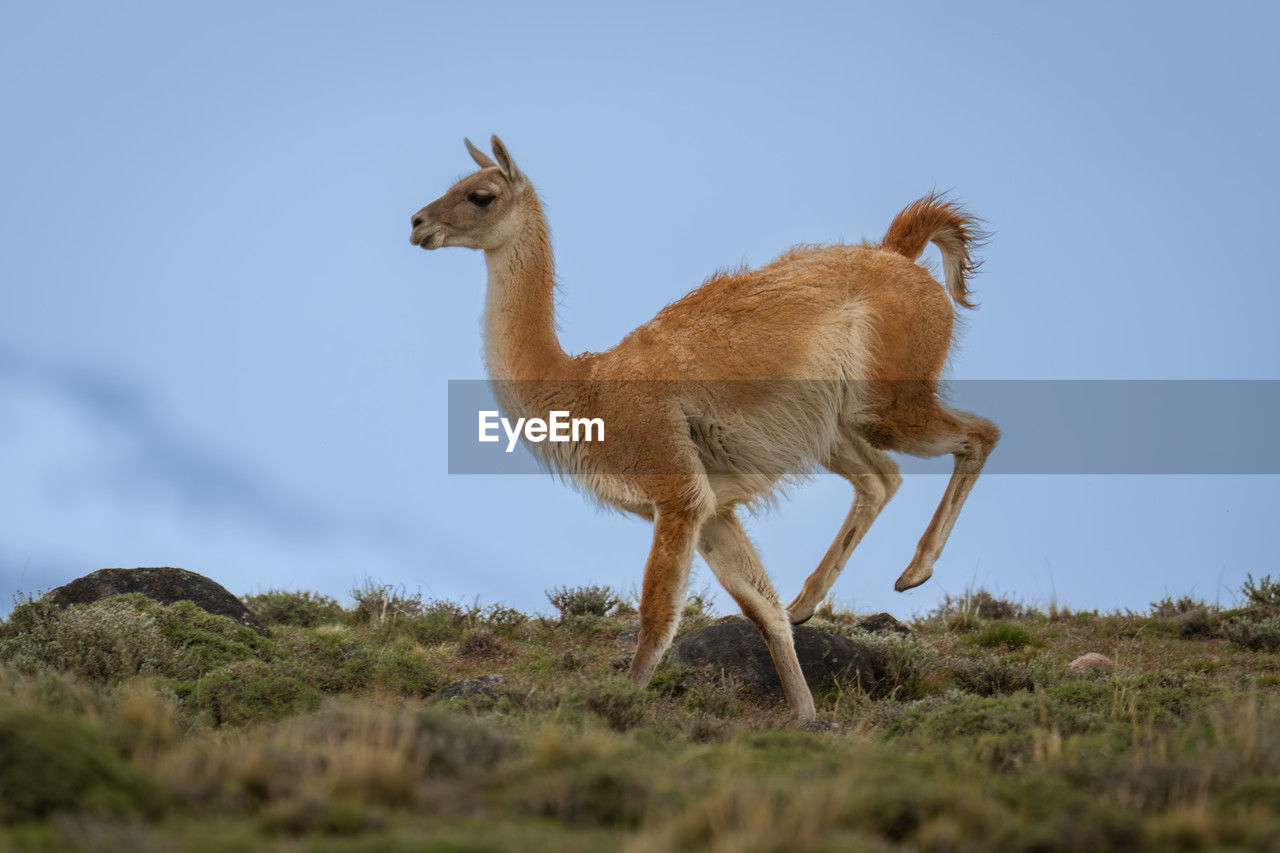 animal themes, animal, mammal, animal wildlife, wildlife, one animal, sky, nature, no people, full length, domestic animals, standing, side view, day, outdoors, plant, grass, landscape, livestock, environment, land, travel destinations, travel