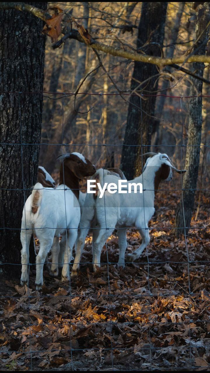 Goats walking on field in forest