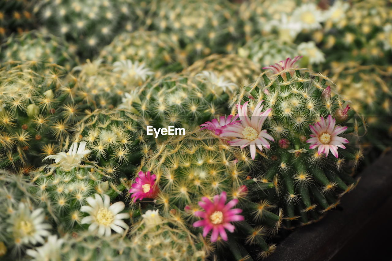 HIGH ANGLE VIEW OF PINK FLOWERING PLANTS DURING CACTUS