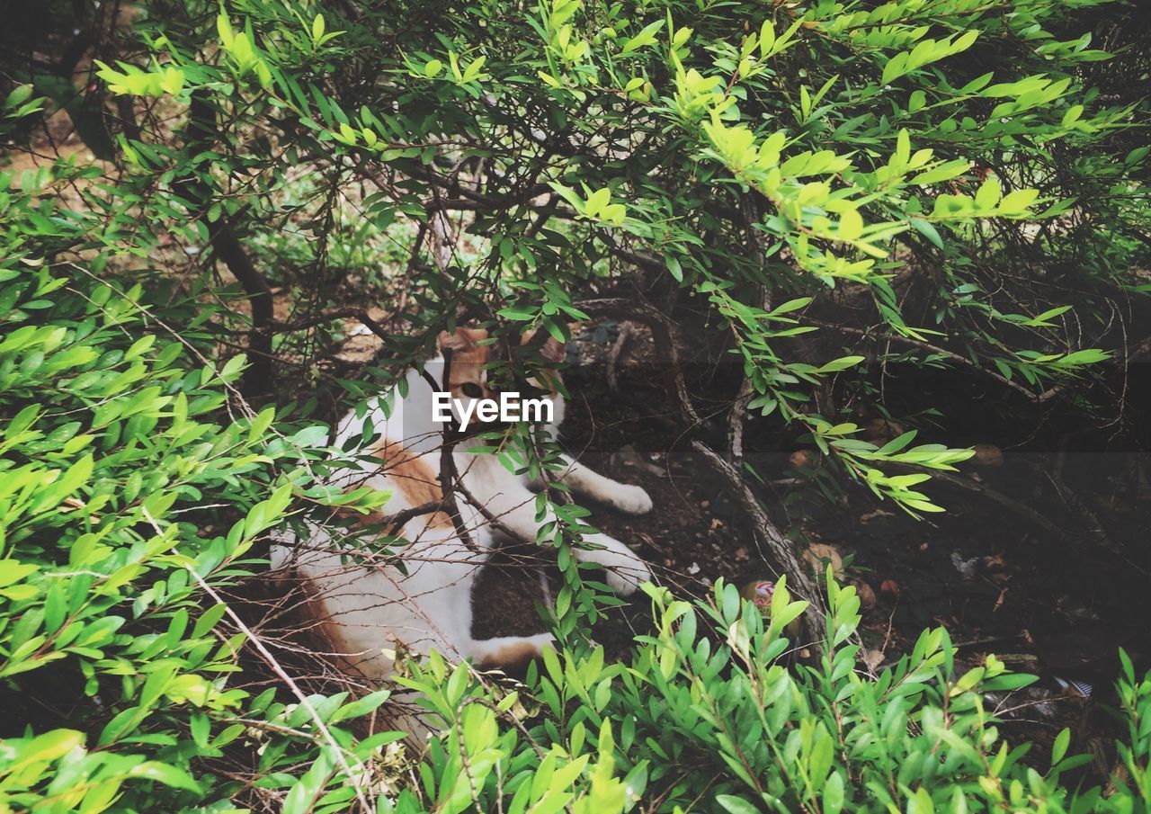 VIEW OF A BIRD ON TREE