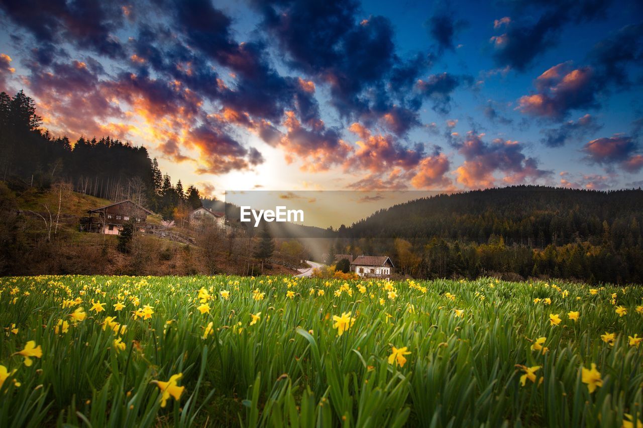 YELLOW FLOWERING PLANTS ON FIELD AGAINST SKY