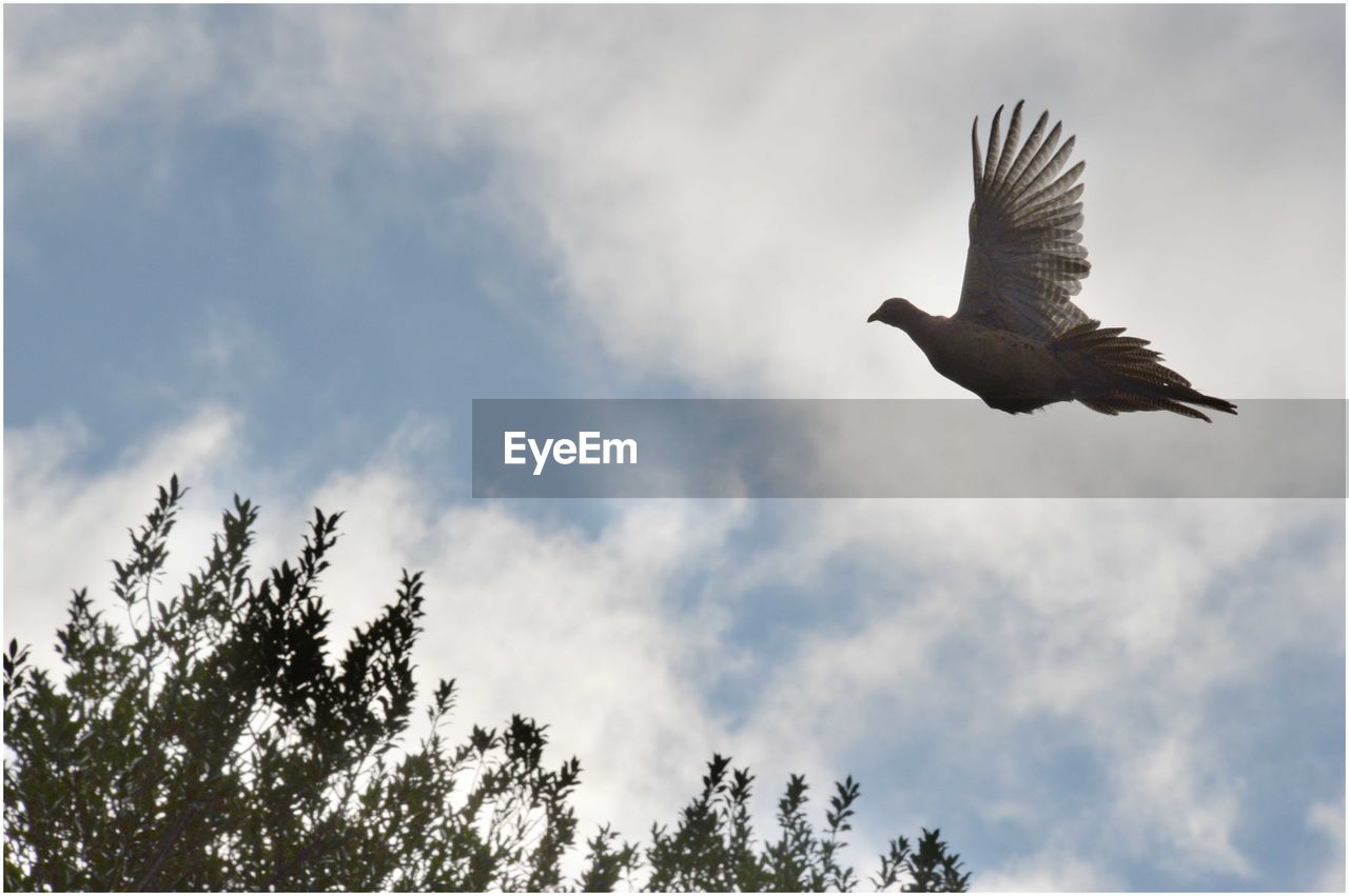 LOW ANGLE VIEW OF BIRD FLYING