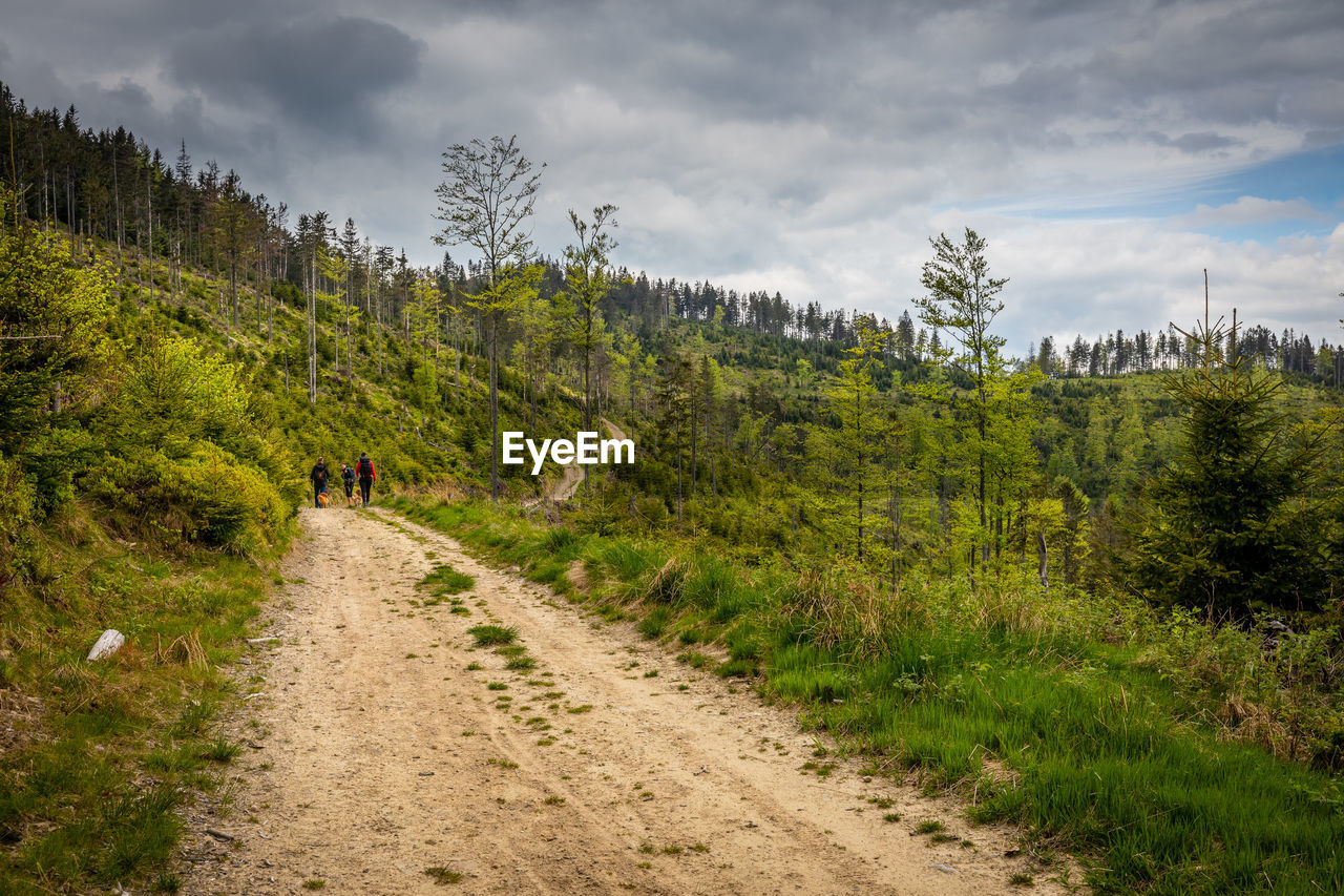 footpath amidst trees against sky