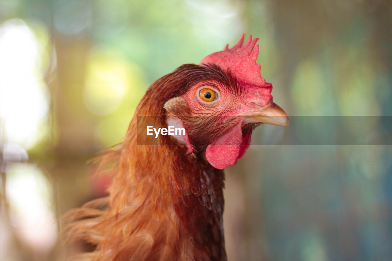 Close-up of a bird