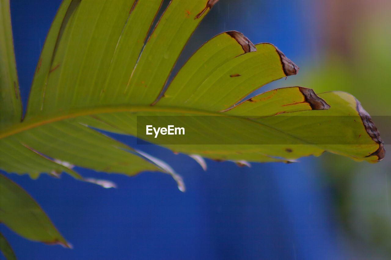 Close-up of fresh green leaves on plant