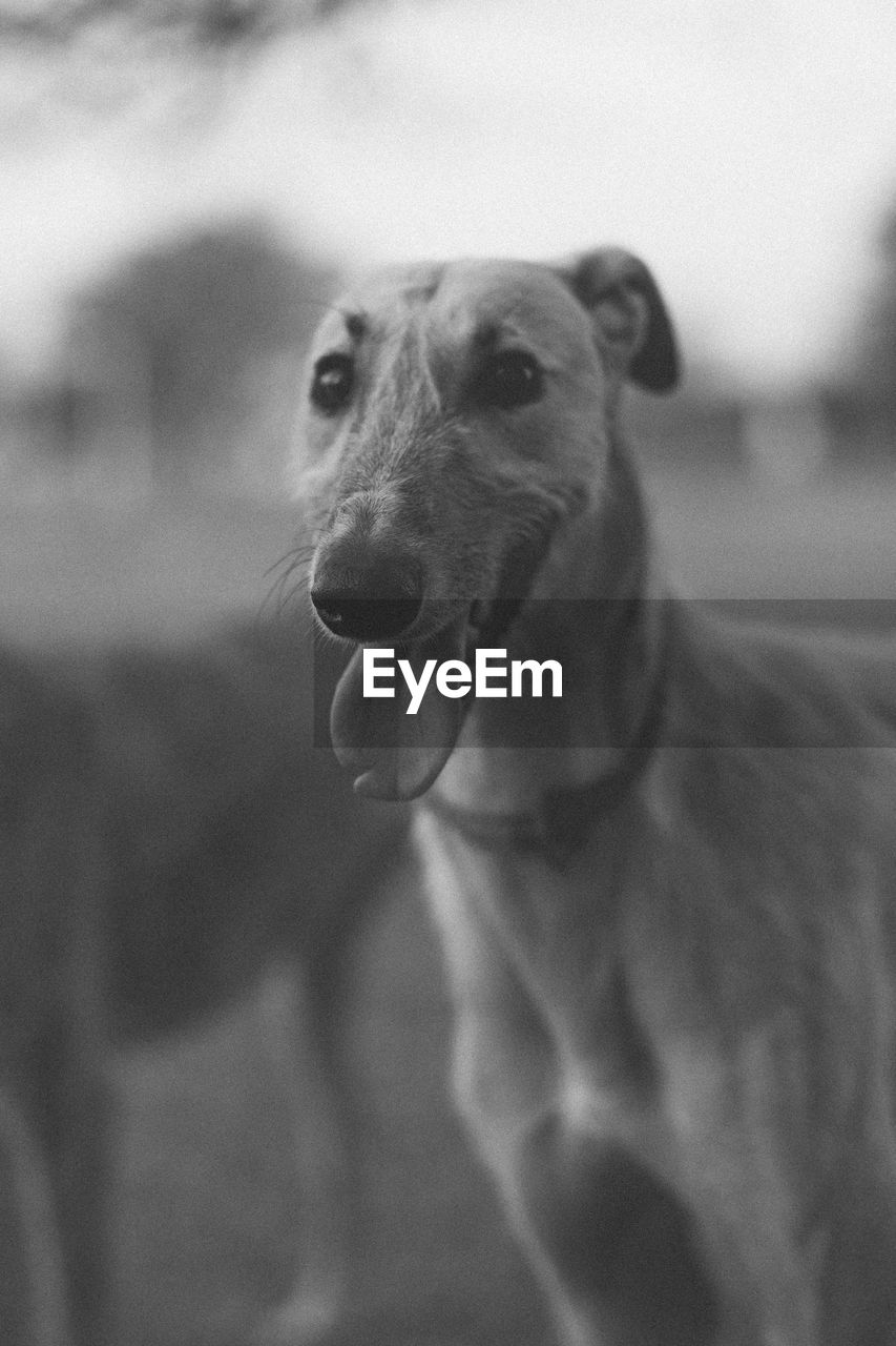 Close-up portrait of greyhound dog