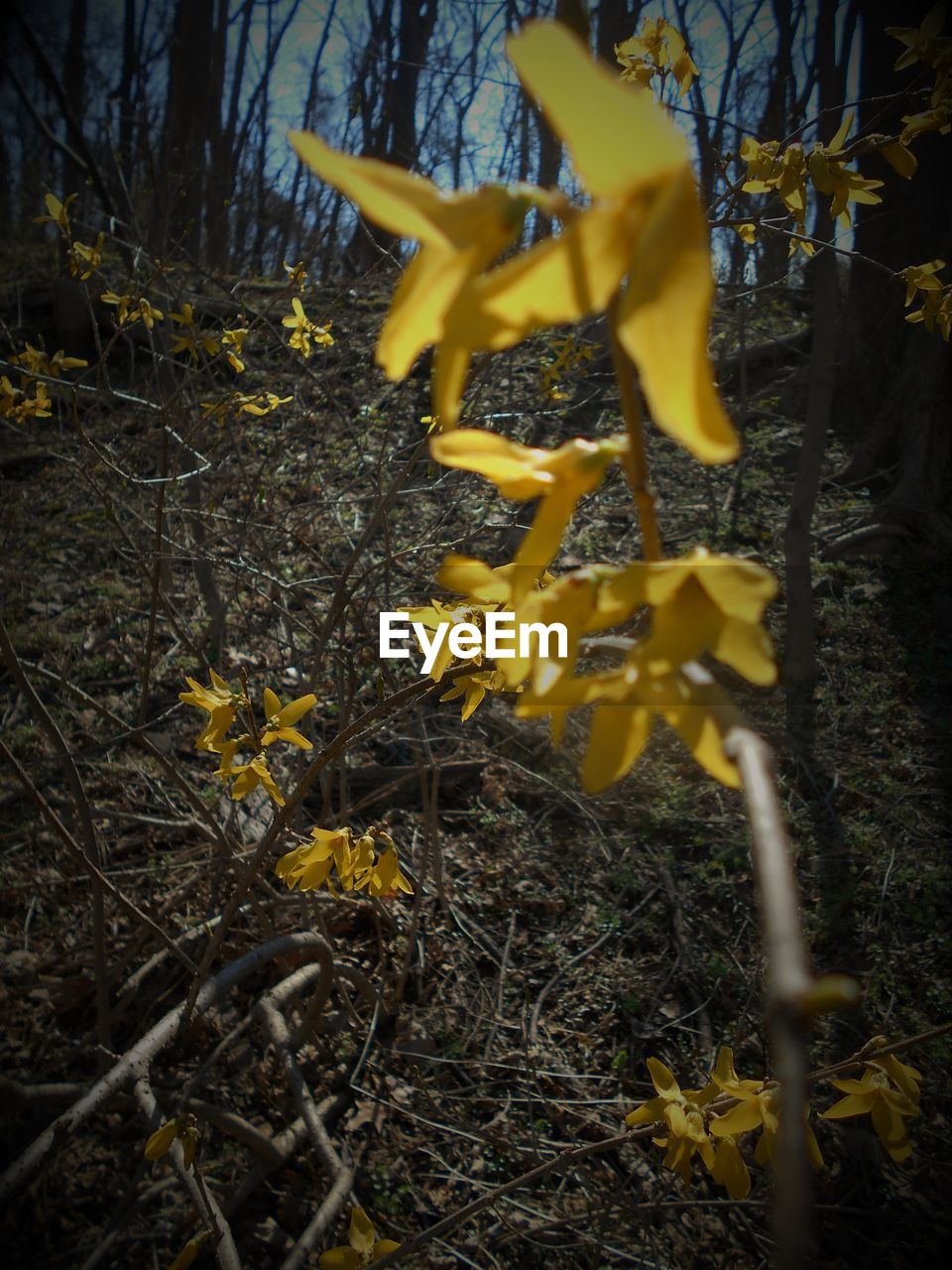 CLOSE-UP OF YELLOW FLOWERS