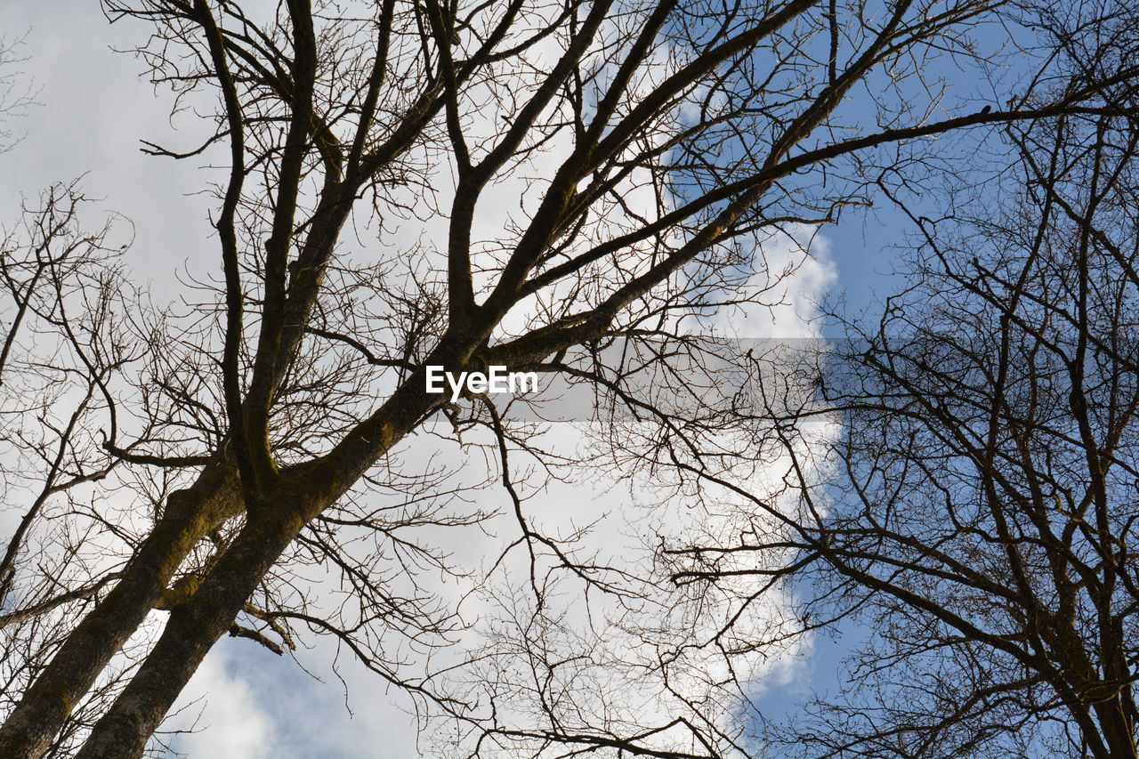 Low angle view of bare tree against sky