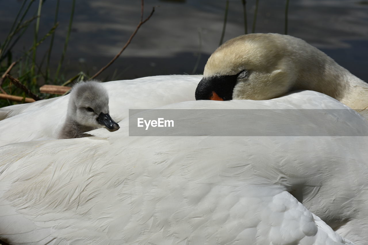 Close-up of cygnet and swan resting by river