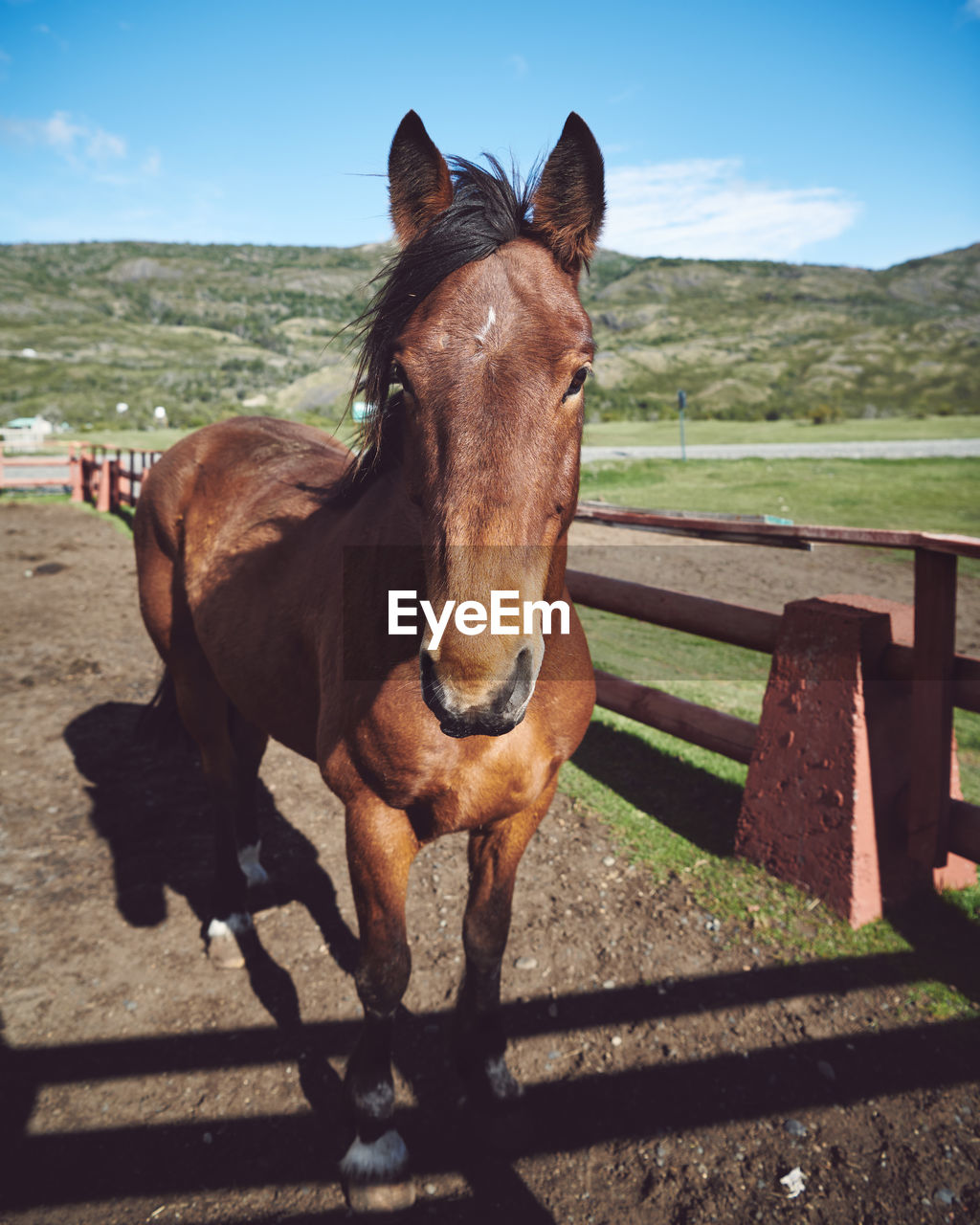 Brown horse standing in ranch in patagonia