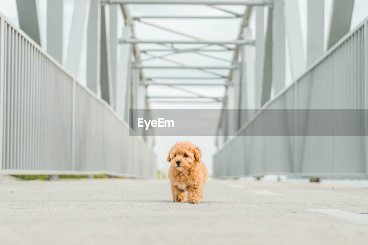 Brown puppy poodle dog walking on the street