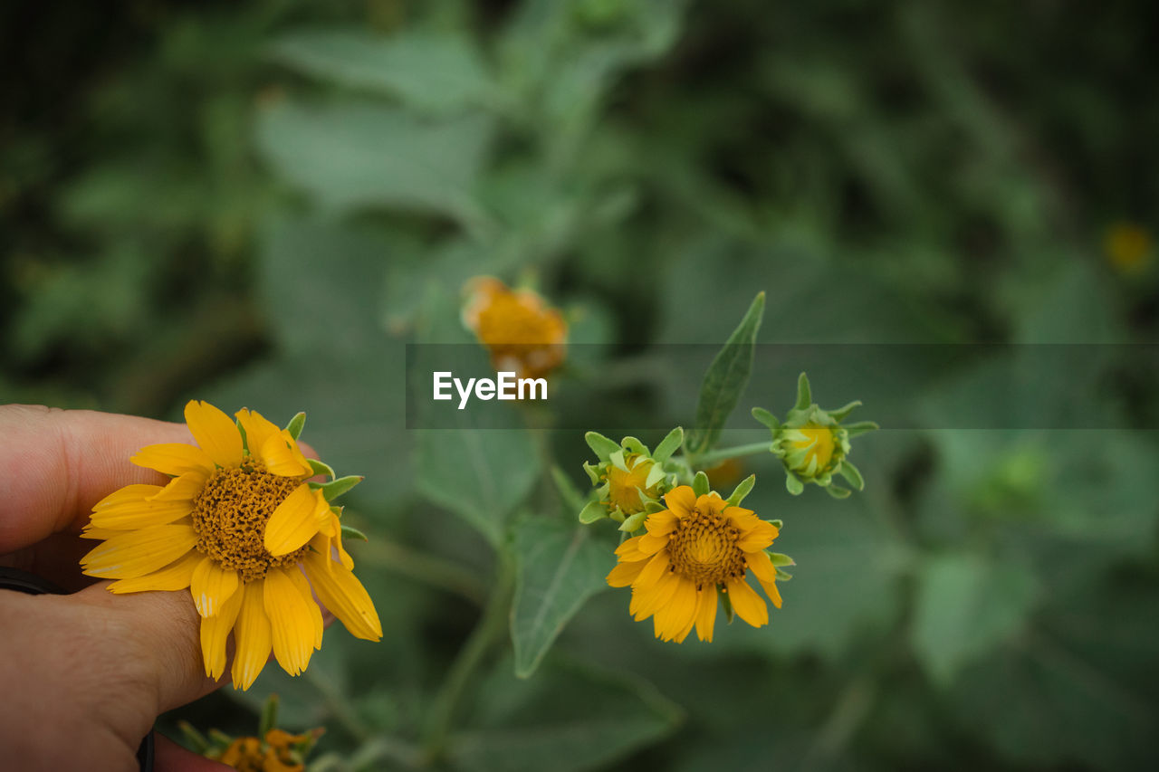 CLOSE-UP OF HAND HOLDING YELLOW FLOWERS