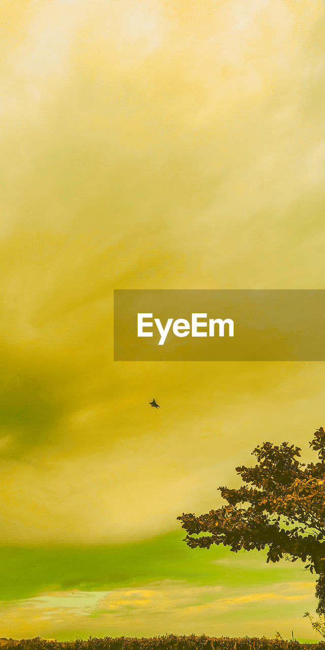 VIEW OF BIRD FLYING IN SKY