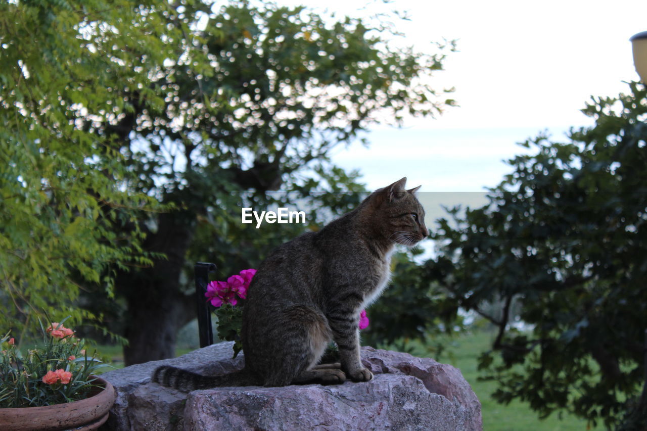 CAT SITTING AGAINST TREES