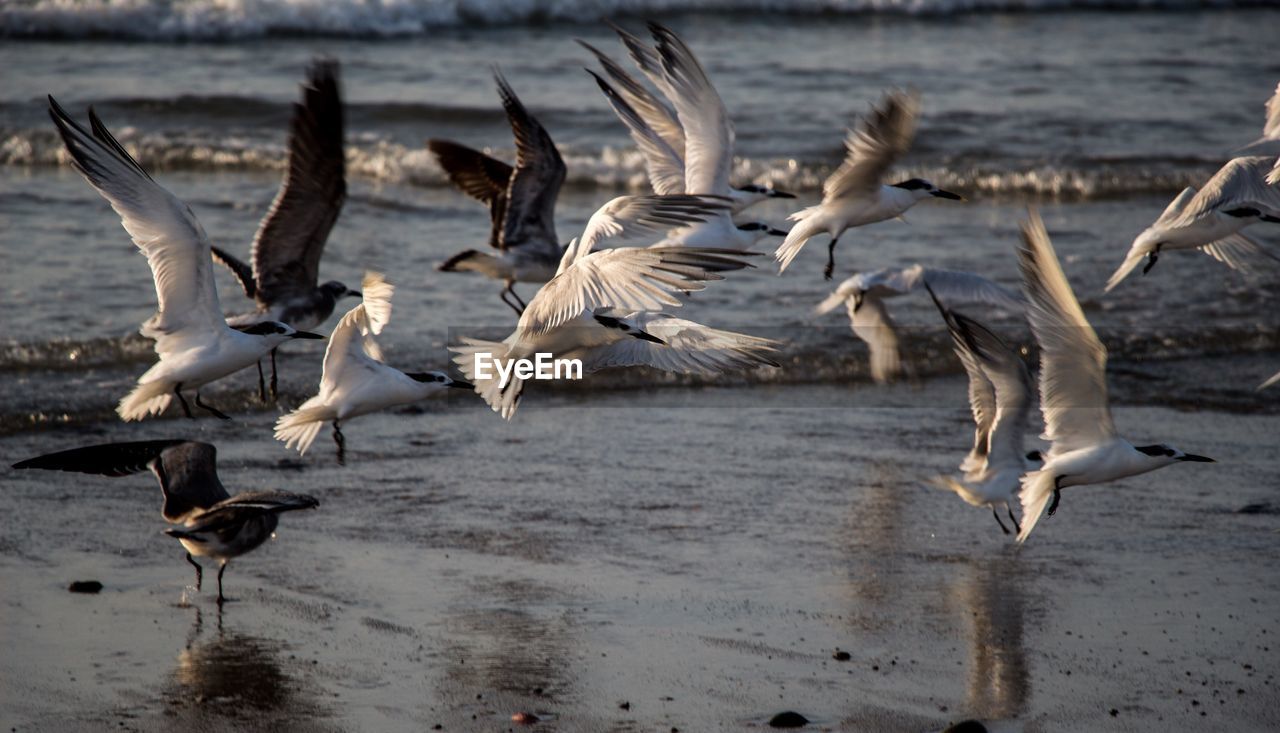 Seagulls flying over lake