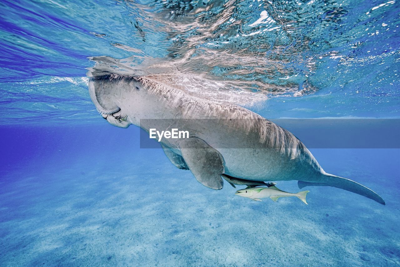 Dugong at surface