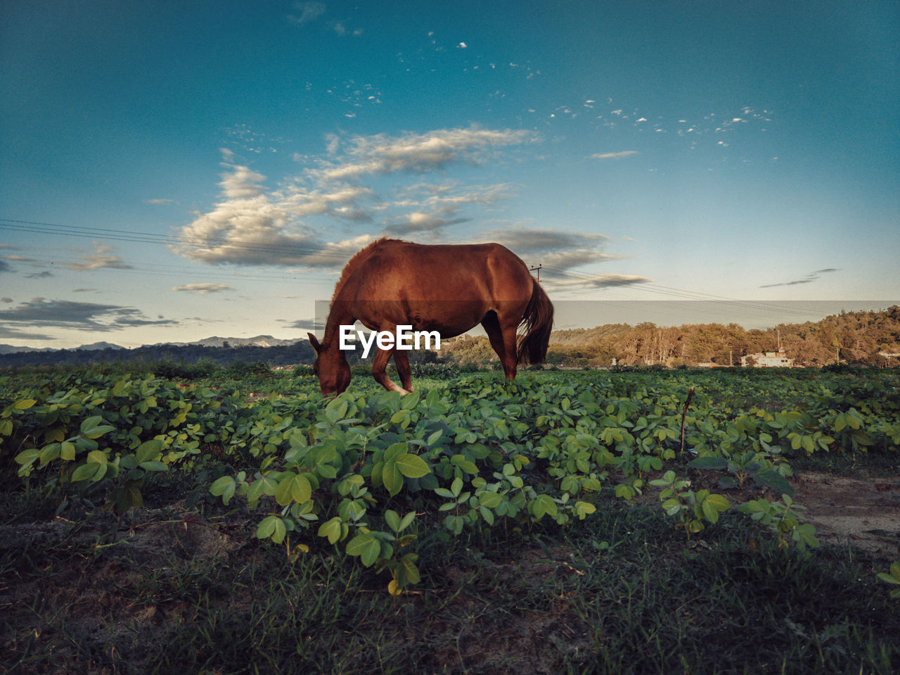 HORSE GRAZING IN FIELD
