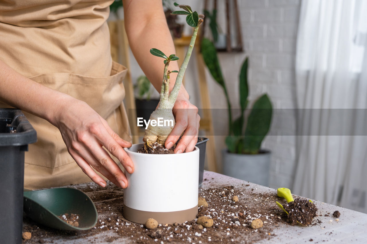 one person, adult, spring, women, hand, food, food and drink, holding, plant, midsection, nature, lifestyles, indoors, growth, gardening, standing, potted plant, freshness, occupation, day, wellbeing, agriculture