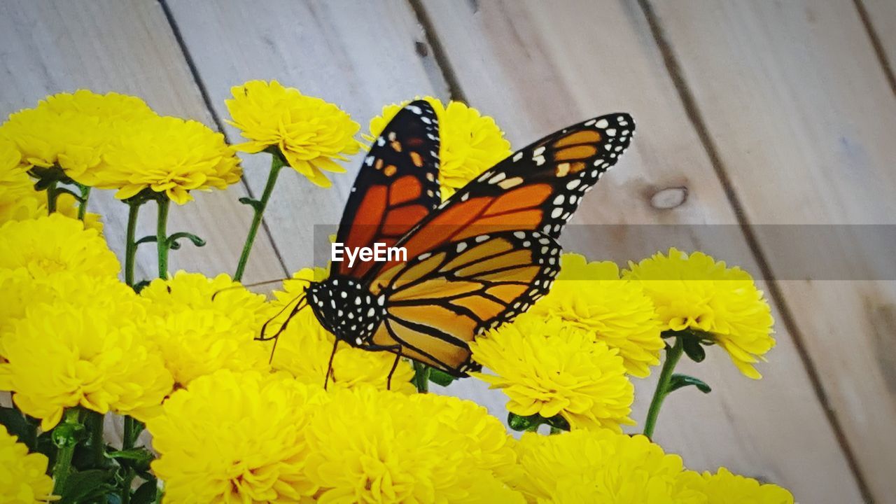 Close-up of butterfly pollinating on yellow flower