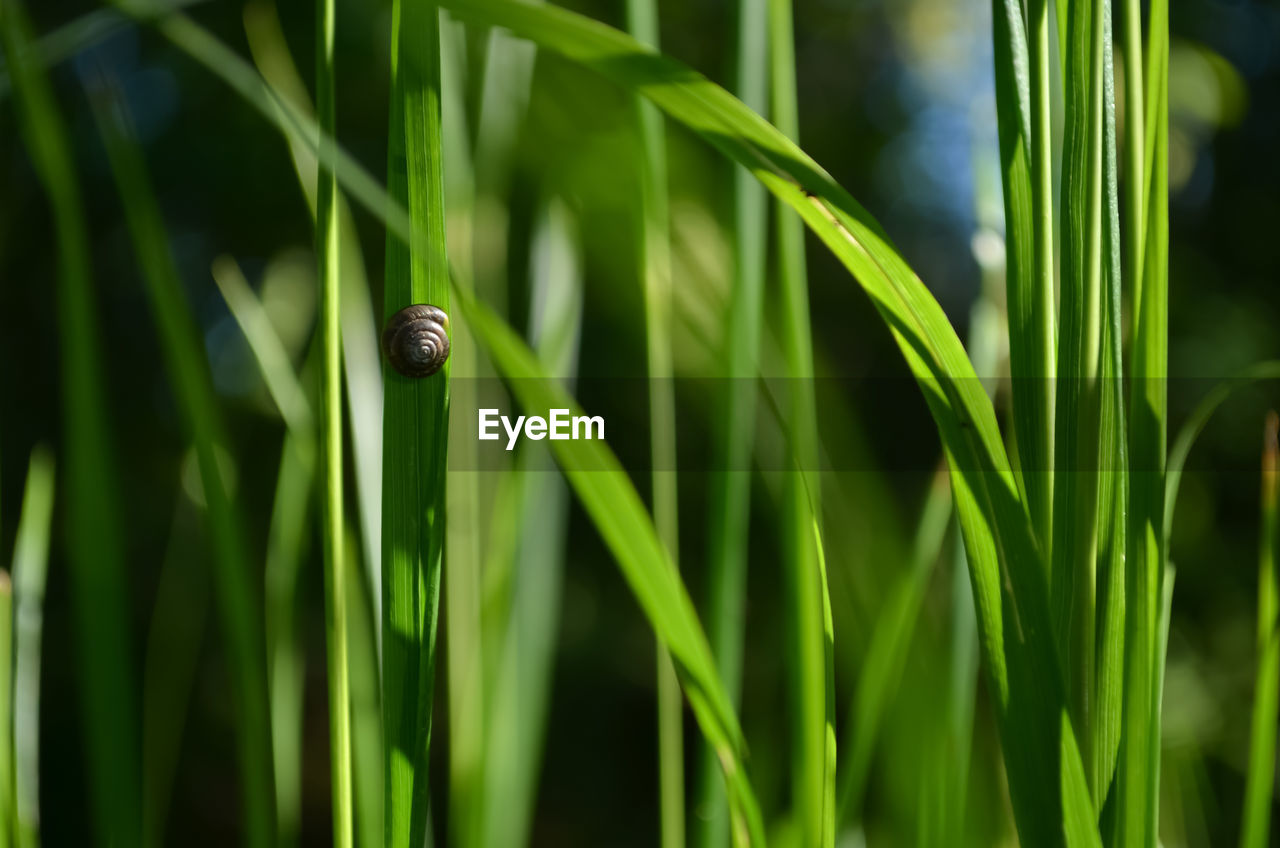 Close-up of snail on grass