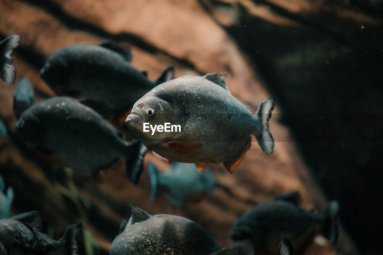 CLOSE-UP OF FISH UNDERWATER