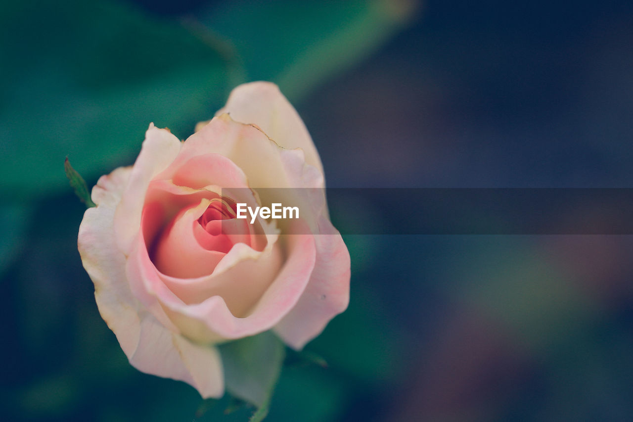 Close-up of pink rose