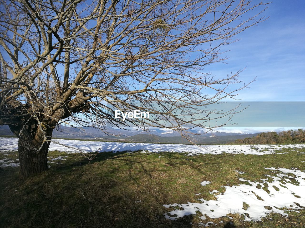 BARE TREE ON SNOW COVERED LAND